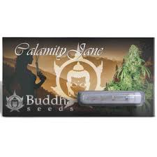 BUDDHA SEEDS - BUDDHA CALAMITY JANE AUTO 3+1 paking