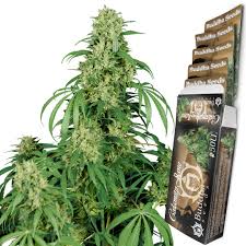 BUDDHA SEEDS - BUDDHA CALAMITY JANE AUTO 3+1