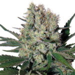 Semilla Syrup Auto x3