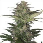 Semilla Red Dwarf Auto x3 Buddha Seeds
