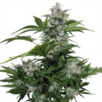 Semilla White Dwarf Auto x3 Buddha Seeds