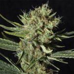 Semilla Only CBD Fem x3+1 Eva Seeds