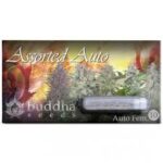 Semilla Assorted Auto x10