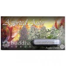 Semilla Assorted Auto x10 Buddha Seeds paking