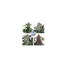 Semilla Assorted Auto x10 Buddha Seeds