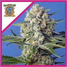 Semilla Crystal Candy Fem x3+1 Sweet Seeds