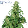 calamity jane buddha