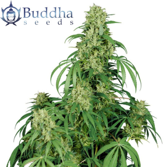 calamity jane buddha