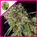 jamaica dream cbd eva seeds