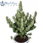 Semilla Auto Magnum x3+1