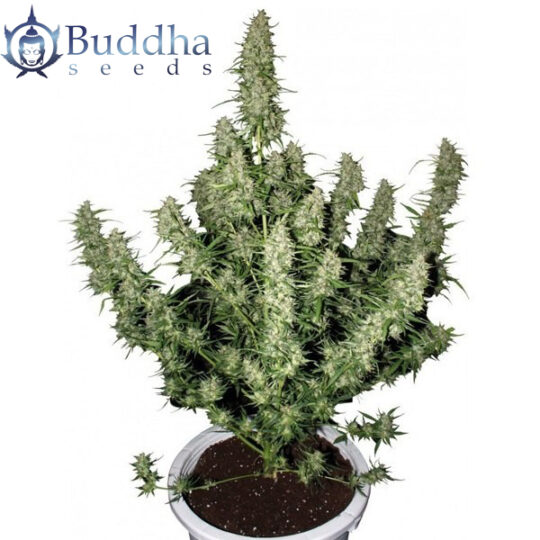 magnum buddha seeds