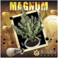semilla magnum