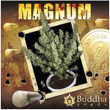semilla magnum