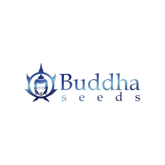 buddha seeds