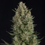 Semilla Wembley Fem x3+1 Pyramid Seeds
