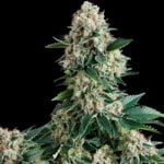 Semilla Auto New York City x3+1 Pyramid Seeds