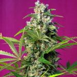 Semilla Gorilla Girl Fem x3+1 Sweets Seeds