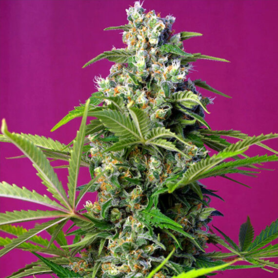 Sin-tiCC81tulo-15-copia.jpg