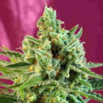 Semilla S. A. D. Fem x3+1 Sweet Seeds