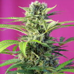Semilla Chem Beyond Diesel CBD Fem x3+1 Sweet Seeds