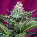 Semilla Mohan Ram Auto x3+1 Sweet Seeds