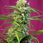 Semilla Sweet Tai Fem x3+1 Sweet Seeds