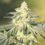 Semilla Gorilla Glue Fem x3+1 BSF Seeds