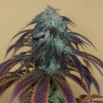 Semilla OG Kush Fem x3 Humboldt Seeds