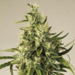 Semilla Trainwreck  Fem x3 Humboldt Seeds