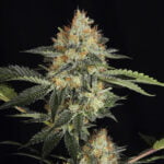 Semilla Dinachem Fem x3 Dinafem