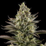 Semilla White Widow Fem x1 Dinafem