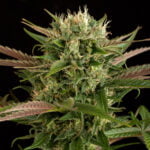Semilla Blue Cheese Fem x1 Dinafem