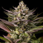 Semilla Blue Kush Fem x3 Dinafem