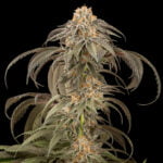 Semilla Purple Afghan Kush Fem x3 Dinafem