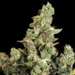 Semilla Cheese Fem x3 Dinafem