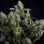 Semilla Fem x3+1 Pyramid Seeds Tutankhamon
