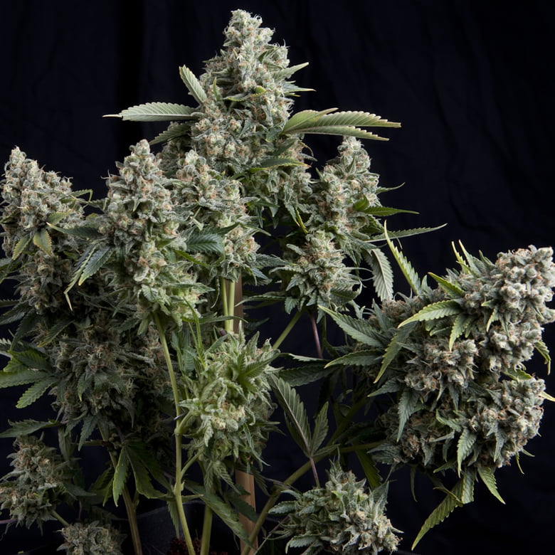 Semilla Fem x1  Tutankhamon Pyramid Seeds