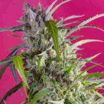 Semilla Crystal Candy Fem x3+1 Sweet Seeds