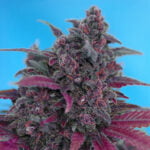 Semilla Dark Devil Auto x3+1 Sweet Seeds