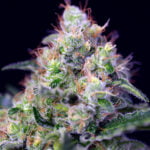 Semilla Cream Caramel Auto x3+1 Sweet Seeds