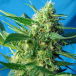 Semilla Ice Cool Auto x3+1 Sweet Seeds