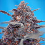 Semilla Devil Cream Auto x3+1 Sweet Seeds