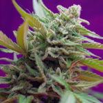 Semilla Black Jack Auto x3+1 Sweet Seeds