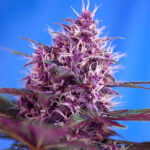 Semilla Red Poison Auto x3+1 Sweet Seeds