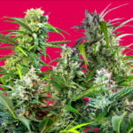 Semilla Sweet Mix Auto x10 Sweet Seeds