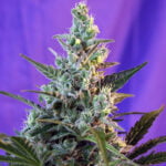 Semilla Sweet Skunk Auto x25 Sweet Seeds