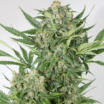 Semilla Auto Amnesia XXL x1 Dinafem