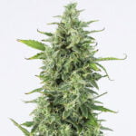 Semilla OG Kush Auto x1 Dinafem