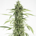 Semilla Moby Dick XXL Auto x3 Dinafem