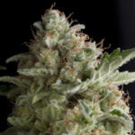 Semilla Auto American Pie 3+1 Pyramid Seeds
